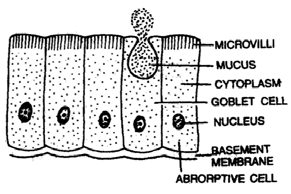 377_simple columnar epithelium.png